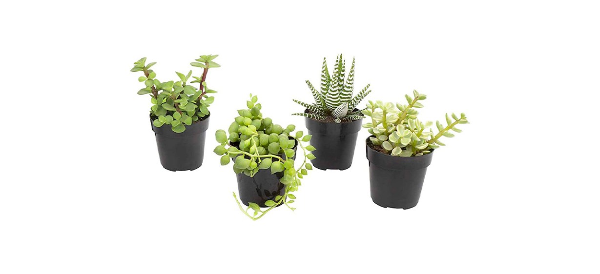 Best Altman Plants Assorted Live Succulents Best Altman Plants Assorted Live Succulents