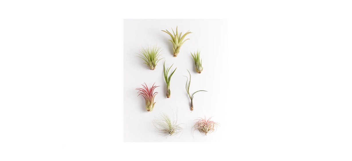 Shop Succulents Assorted Air Plants Shop Succulents Assorted Air Plants