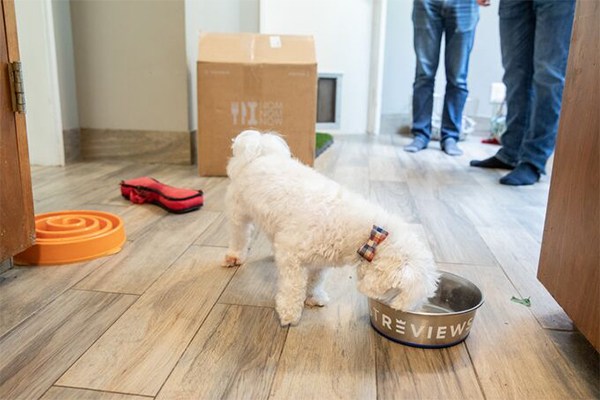 Best Dog Food Brands