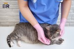 cat dewormers