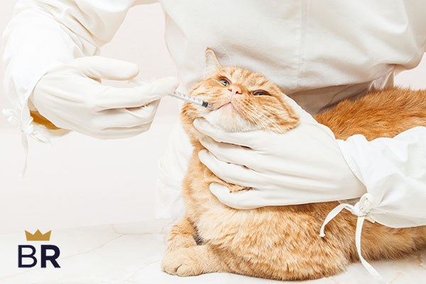 best cat dewormers