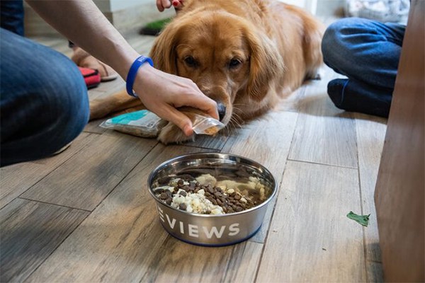 Dog Food Brands
