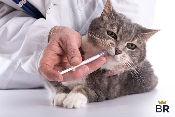 top ten cat dewormers