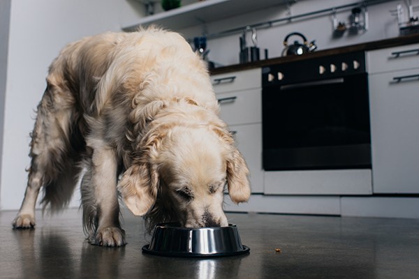 organic vegetarian dog food