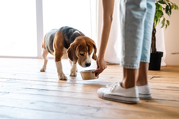 vegetarian dry dog food