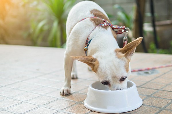 vegetarian grain-free dog food