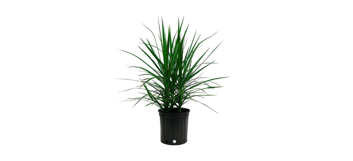 Best Costa Farms - Dracaena Marginata Magenta Madagascar Dragon Tree