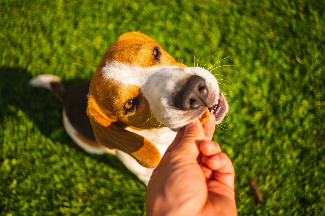 soft dog treats1