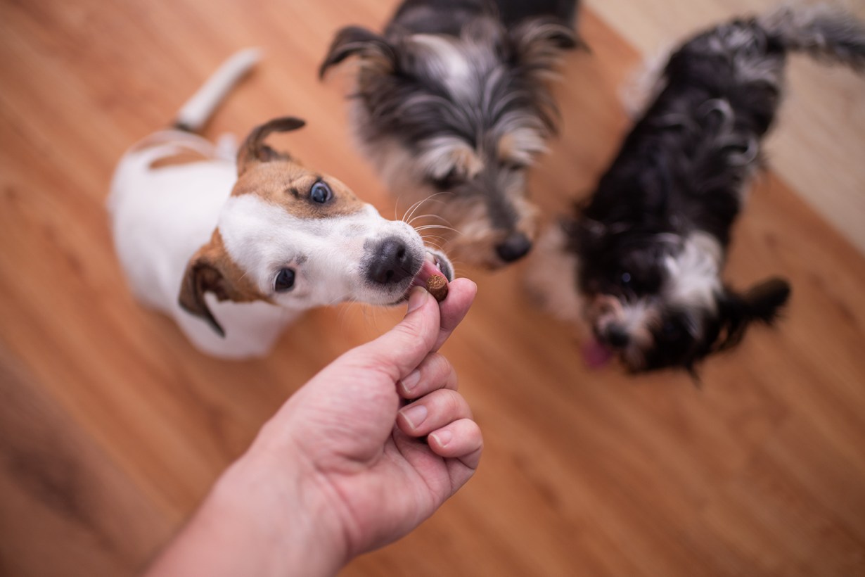 soft dog treats4