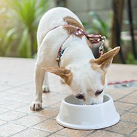 a dog eating