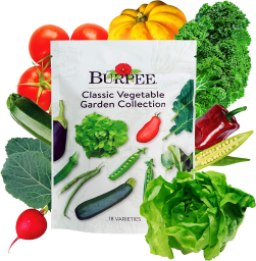 Burpee